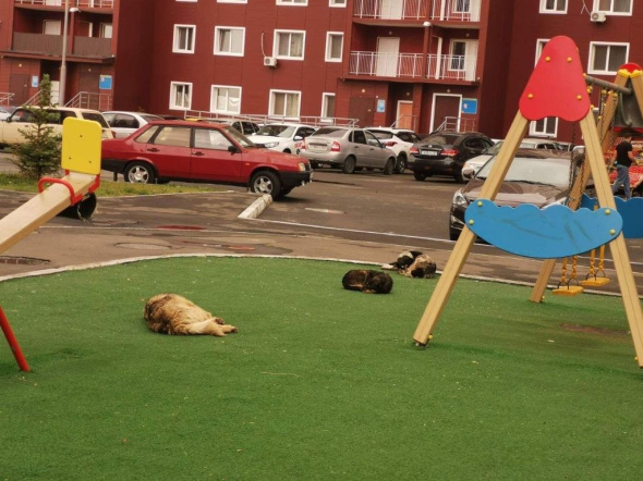 В Оренбурге детские площадки на улицах Карагандинской и Дорофеева облюбовали бездомные собаки