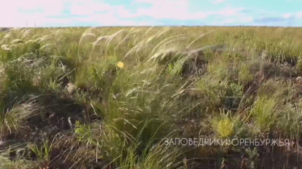 В степях Оренбургской области на майские праздники начал цвести ковыль