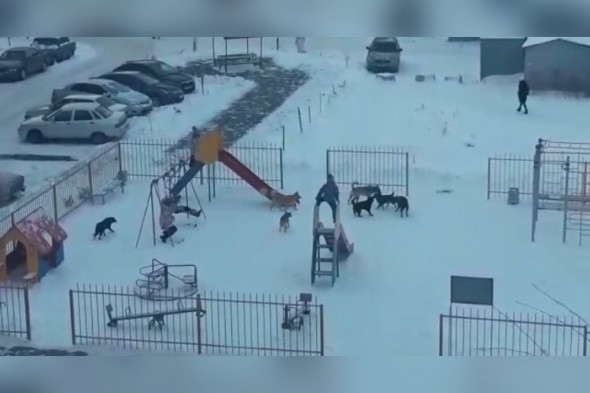 В Орске стая бродячих собак оккупировала детскую площадку (видео)