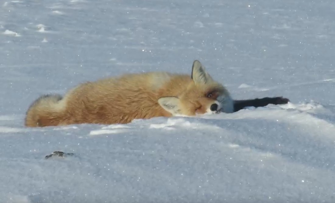 Лис Нахал. Источник: Дмитрий Немальцев