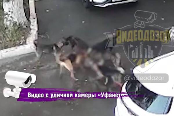 Нападение на кота. Источник: Стоп-кадр из видео ТГ-канала «Видеодозор»