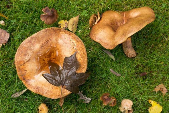 В Оренбурге на сайте объявлений продаются ядовитые грибы