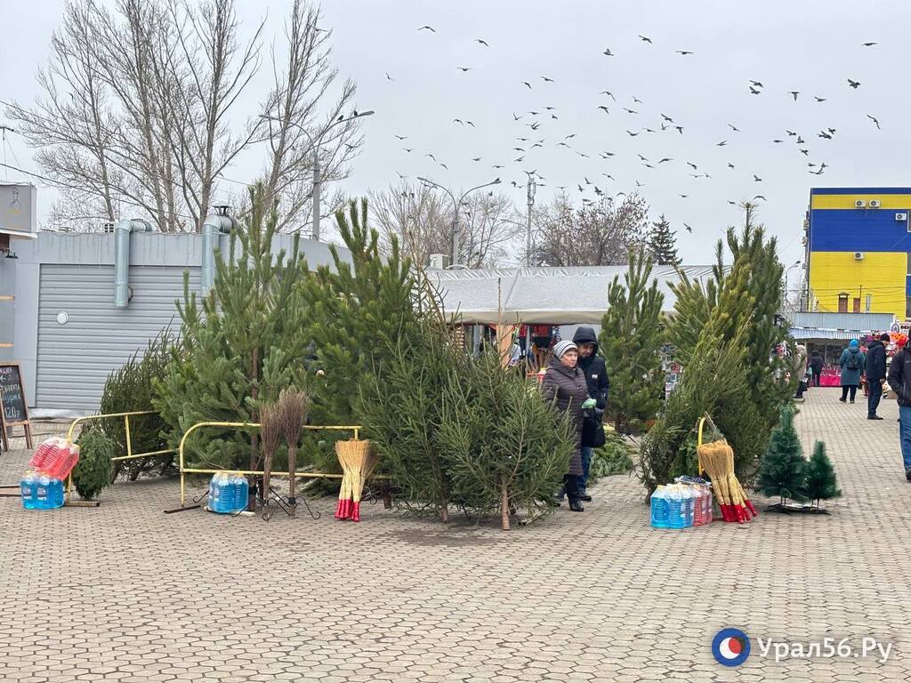 На Степном рынке елки уже продают