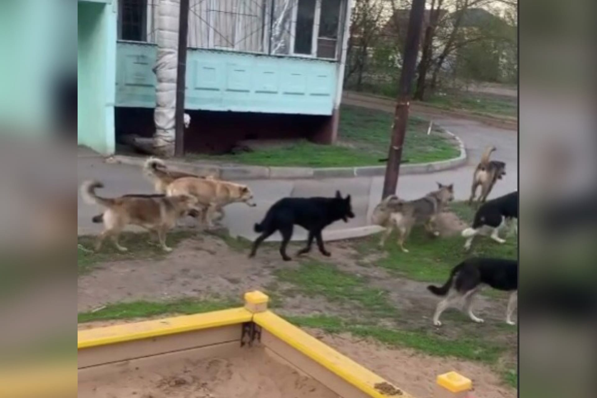 Случаи нападение собаки. Оренбург бродячие собаки. Собака на детской площадке. Бродячие собаки на детской площадке.