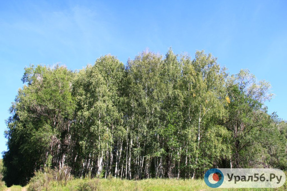 В текущем году в Оренбургской области высадят более тысячи гектаров леса — 4,7 млн деревьев