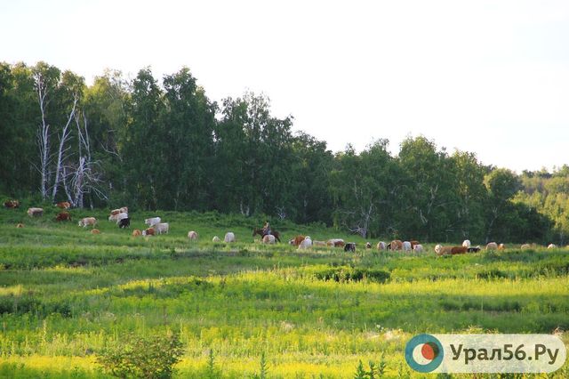Мужчина взыскал более 1,5 млн рублей с минприроды Оренбургской области за гибель его пчел во время обработки леса от шелкопряда