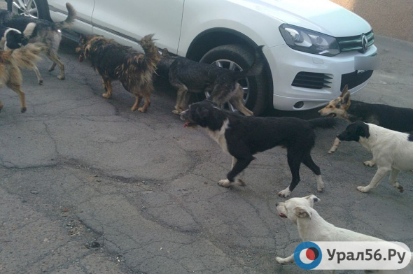 385 бездомных собак планируют отловить и стерилизовать в Оренбурге