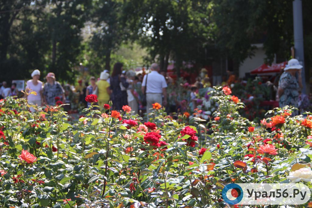 В Центральном парке Орска, август 2018 года