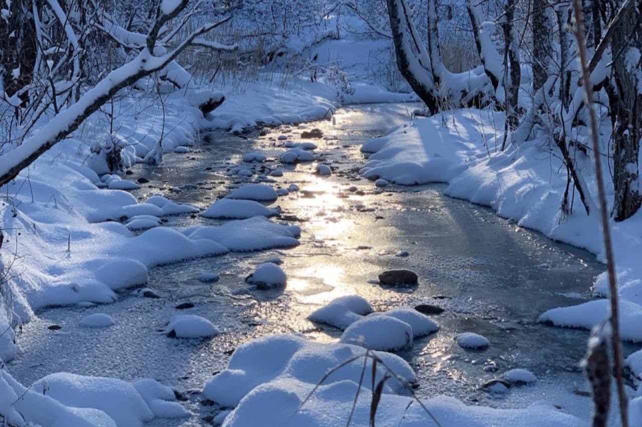 Водоемы покрылись тонким льдом. Источник: ТГ-канал «Бузулукский бор»
