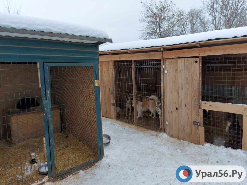 Животные в приюте Оренбургской области