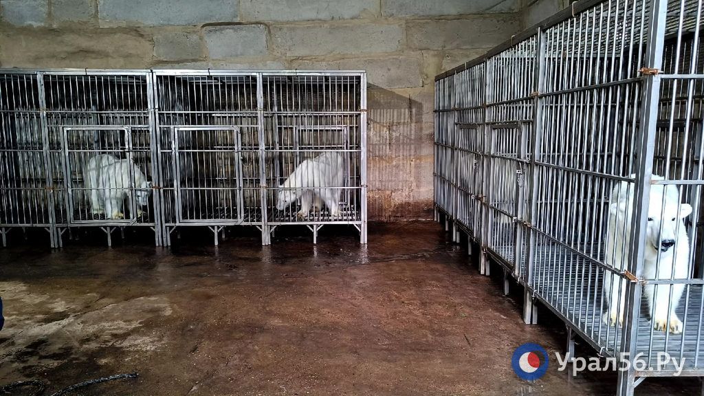 Белые медведи во время гостролей в Оренбурге содержатся в таком помещении