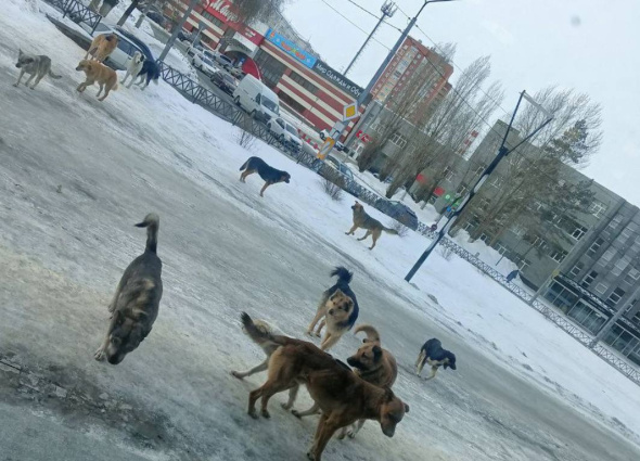 В Оренбурге на ул. Ленинградской заметили стаю из 11 собак 