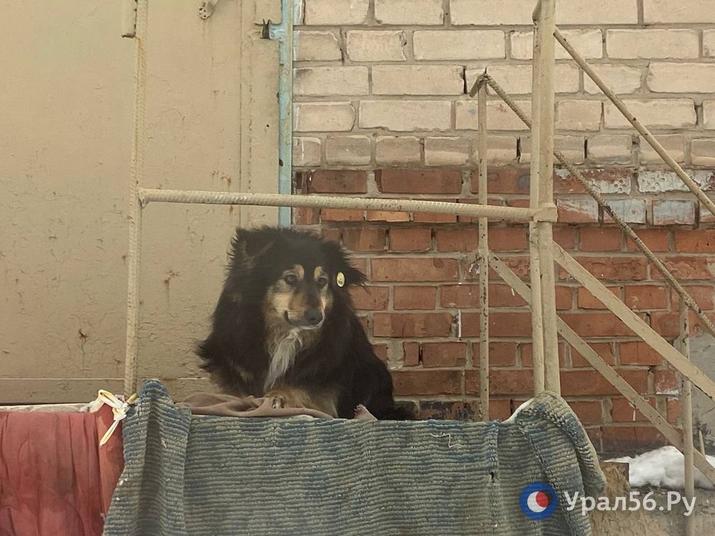 Собака покусавшая ребенка в Орске
