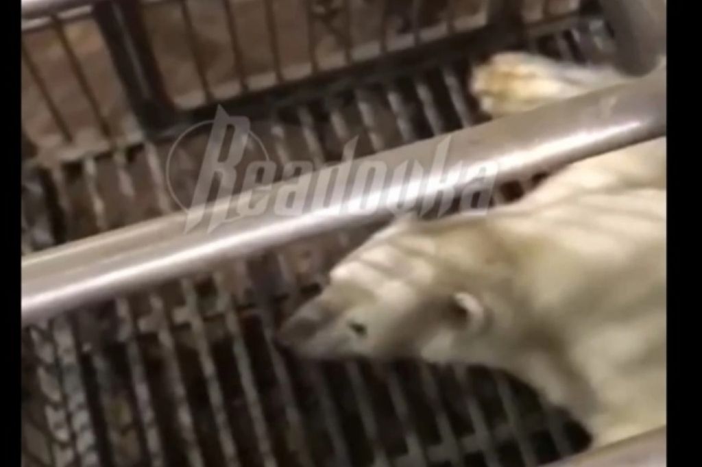 Скриншот с видео