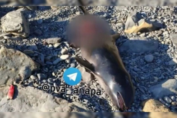 Бездомные пенсионеры пожарили шашлык из дельфина на пляже в Анапе