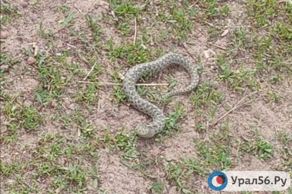 В Оренбургской области змея укусила 2-летнего мальчика