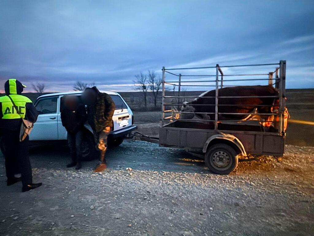 Корова. Фото: УМВД России по Оренбургской области 