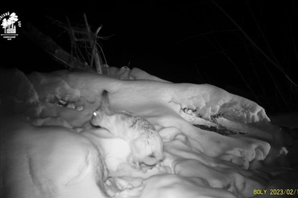 Фотоловушки «Бузулукского бора» зафиксировали ночные «побегушки» зайцев в заповеднике (видео)