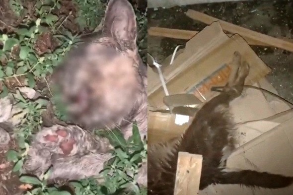 В Оренбурге кто-то жестоко убивает бездомных кошек и собак (18+)