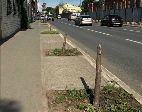 Липовое озеленение в Оренбурге на ул. Максима Горького закончилось сухими пнями