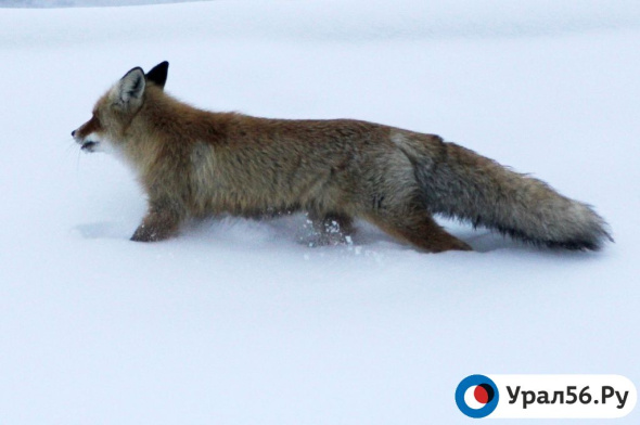 «Нормальное явление»: В Минприроды Оренбургской области объяснили появление диких животных в населенных пунктах 
