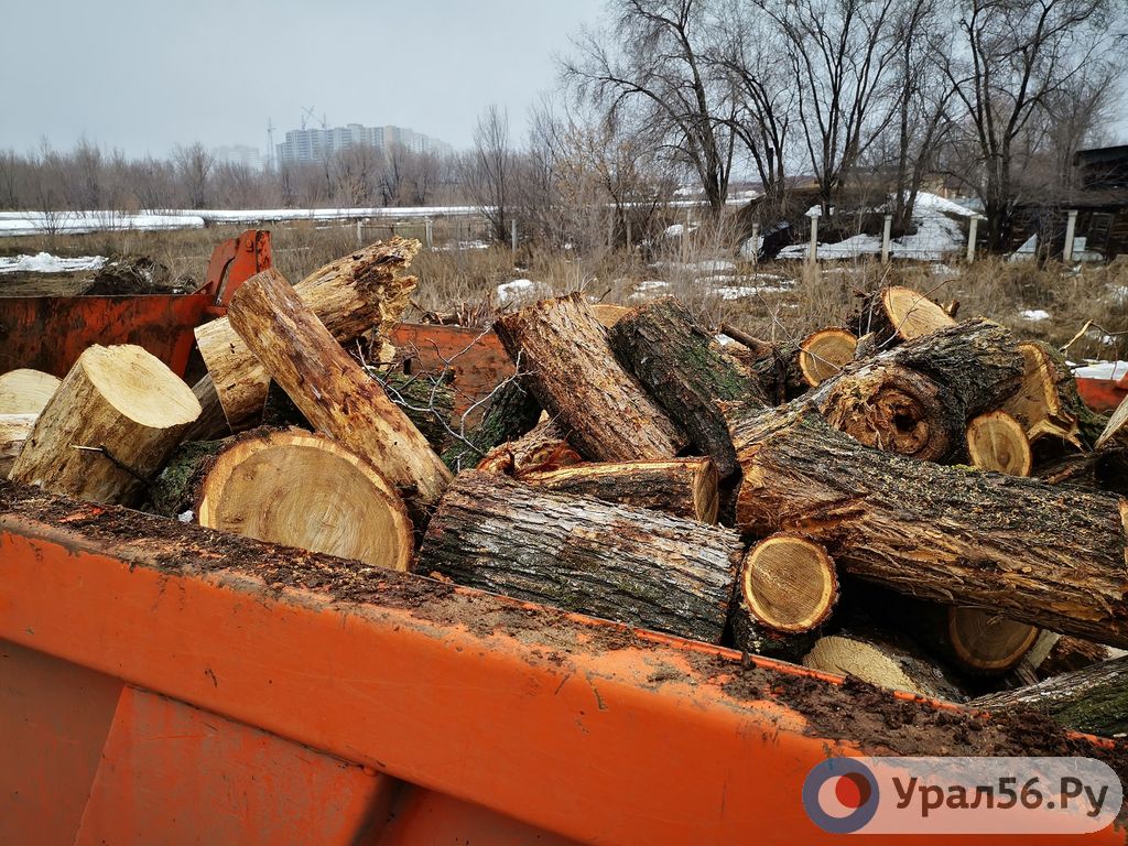 В Оренбурге для строительства нового водопровода вырубается лесополоса