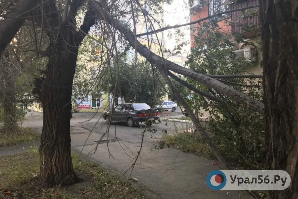 Сломанное дерево. Фото из архива