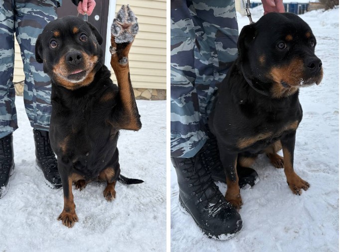 Ротвейлера Тесса и Сильвия. Фото: УМВД по Оренбургской области