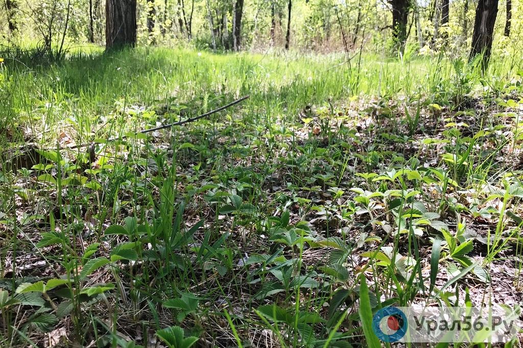 ﻿Первая волна комаров в России ожидается уже в середине весны