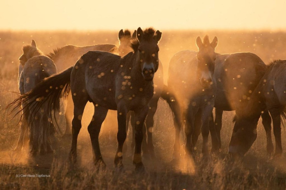 Фотография «Золотые лошади» Пржевальского, сделанная в Оренбургской области, попала в финал конкурса «Самая красивая страна»