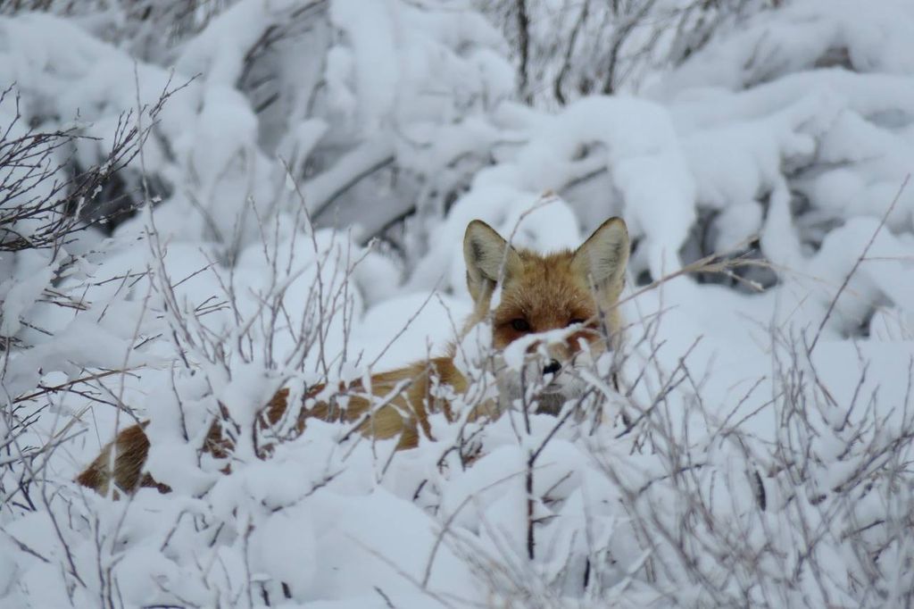 Лиса в снегу; фото – Дмитрий Немальцев, старший государственный инспектор «Заповедников Оренбуржья