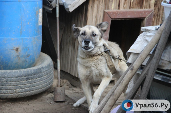 Суд обязал жительницу Оренбурга ликвидировать собачий приют во дворе частного дома. Больше года назад она бросила животных одних