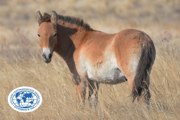 Жеребенок, которому имя выберет Русское географическое общество. Источник фото: Оrenzap