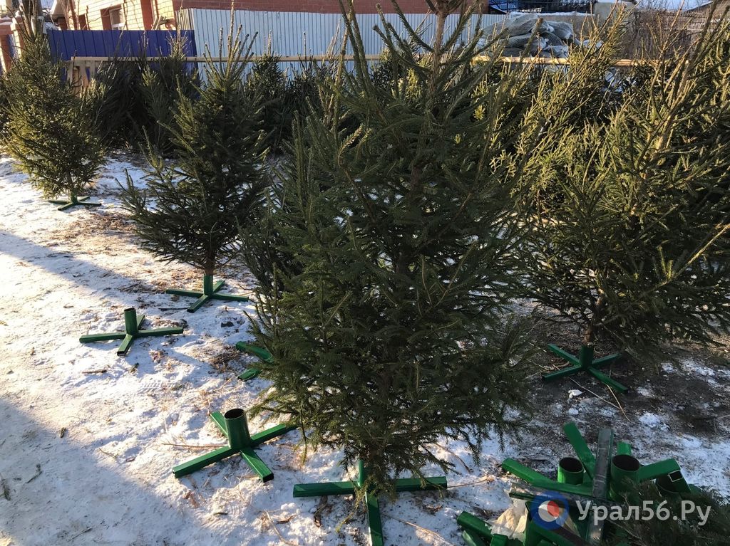 Ели на елочном базаре в Орске (фото из архива)