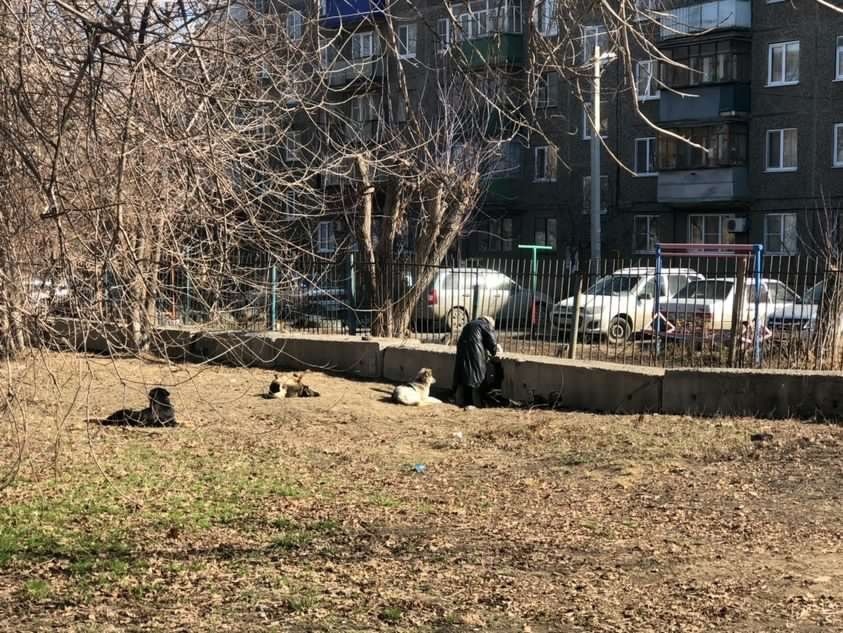 Собаки, живущие на территории детской поликлиники Орска. Фото очевидцев