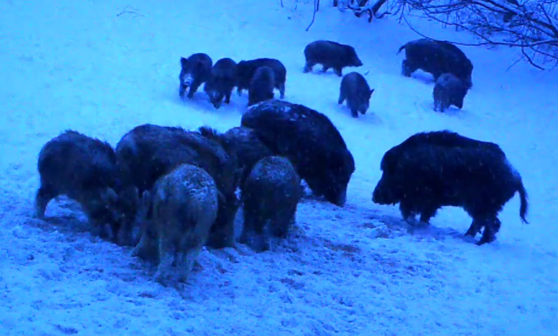 Кадр из видео фотоловушки. Видео: Бузулукский бор