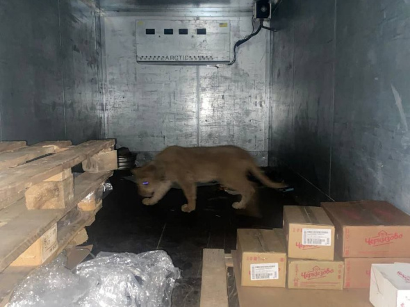 Из Оренбургской области в Казахстан на «Газели» с рефрижератором незаконно пытались вывезти львенка