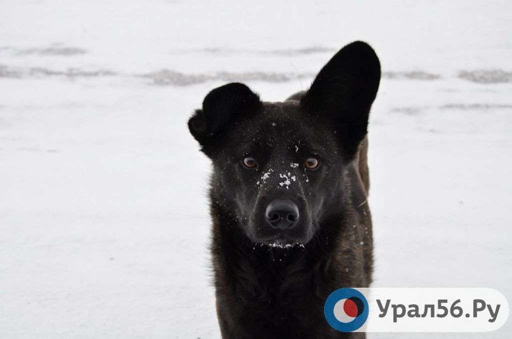 Собака в Оренбургской области. Фото из архива