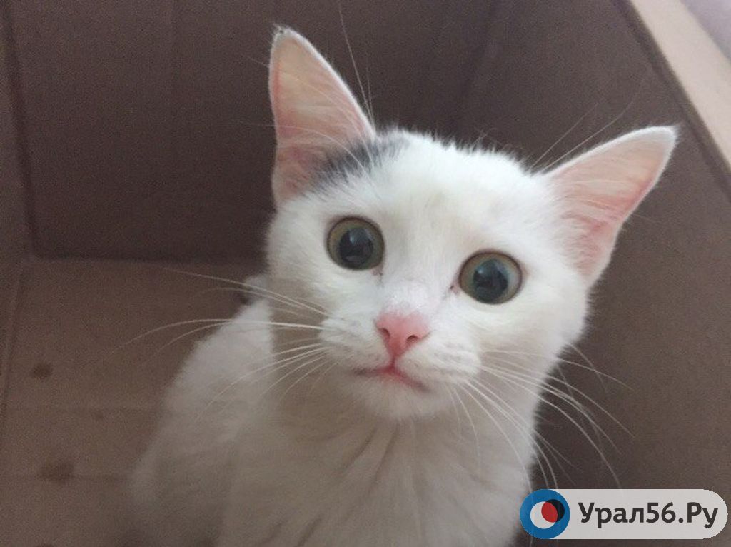 В Оренбургской области мужчина убил котенка, поцарапавшего его ребенка