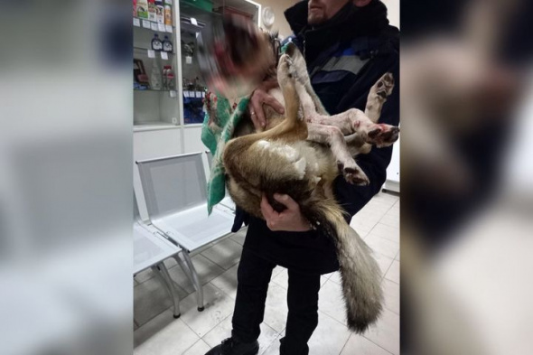 В Оренбурге ищут живодеров, которые жестоко издевались над собакой