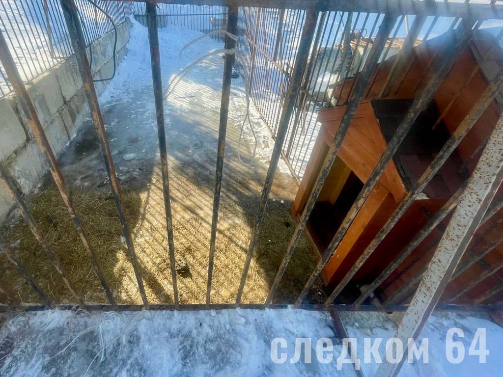 Вольер, где содержится лев. Фото: СУ СК РФ по Саратовской области