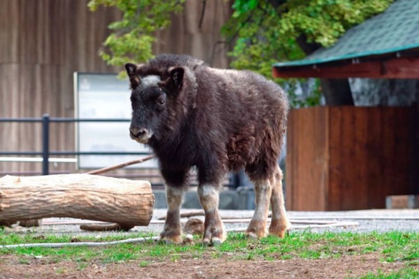 Детеныш овцебыка. Источник: Пресс-служба Московского зоопарка