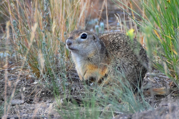 В Предуральской степи. Источник: Дмитрий Немальцев