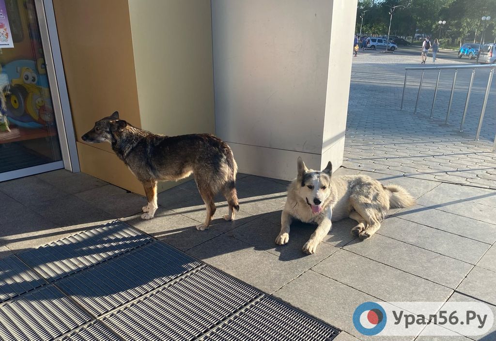 В Оренбурге ищут подрядчика, который займется отловом бродячих животных