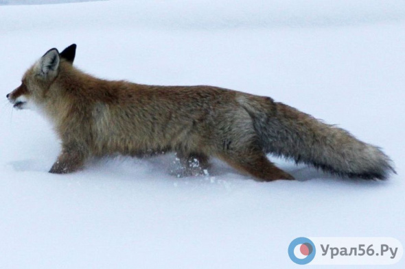 В Оренбургской области за год возбудили более 560 дел в отношении браконьеров
