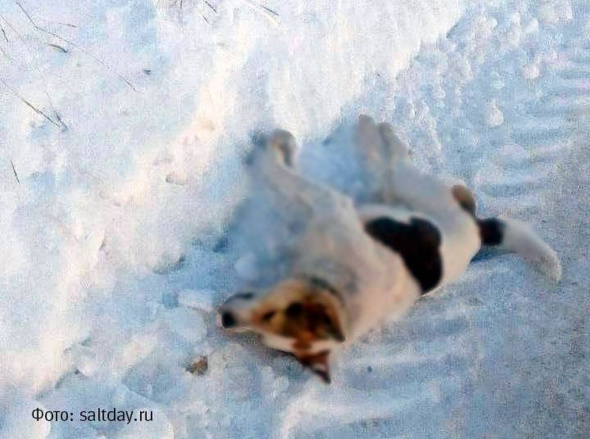 Жители Соль-Илецка сообщили о массовом отравлении собак (18+)