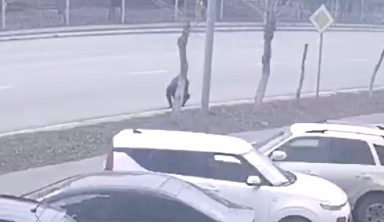 Стоп-кадр с видео камер наблюдения. Источник: УМВД по Оренбургской области 