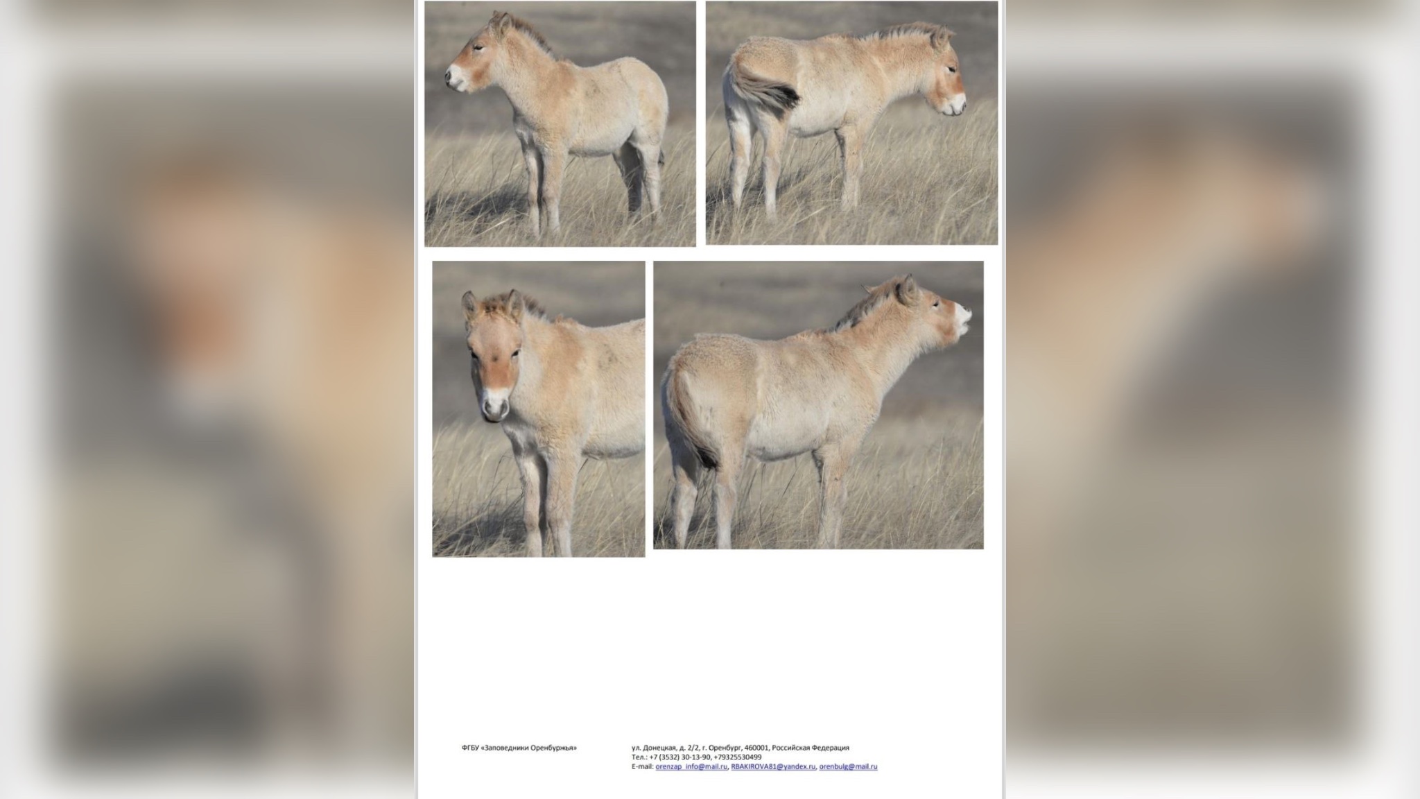 Лошади Пржевальского. Фото «Заповедники Оренбуржья»