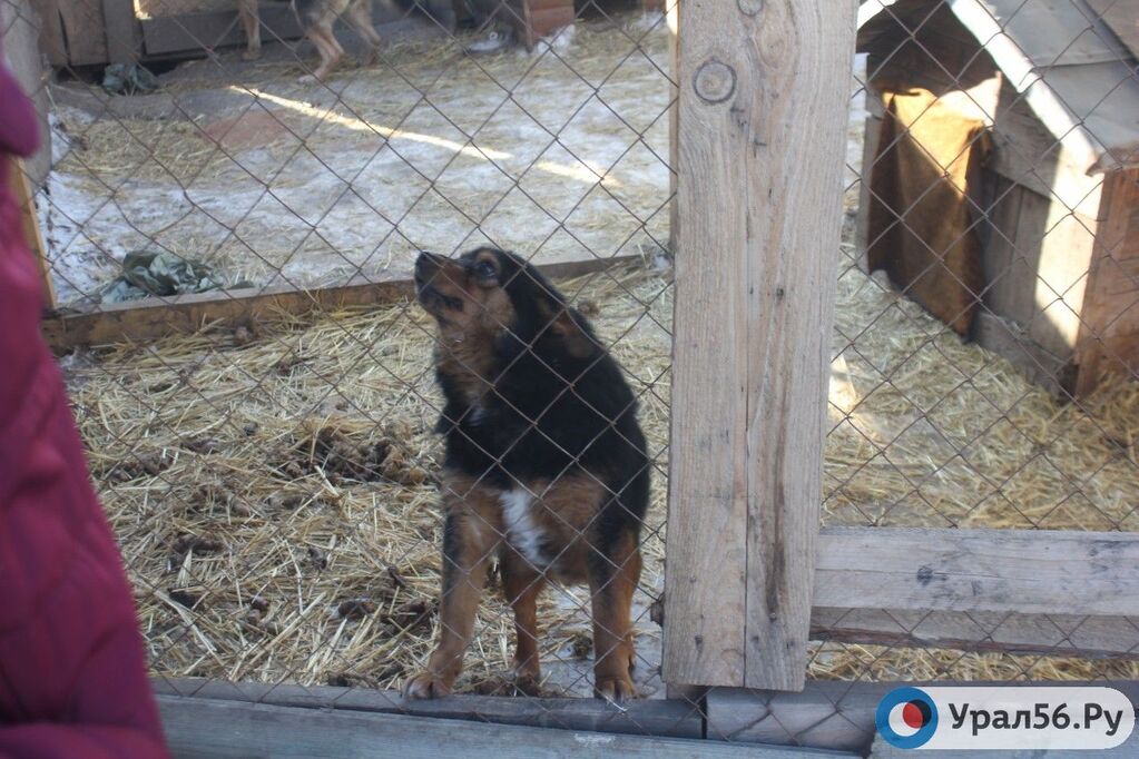 Собака. Фото из архива