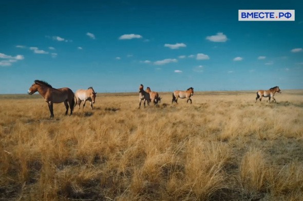 Федеральный канал снял документальный фильм об оренбургском заповеднике и лошадях Пржевальского